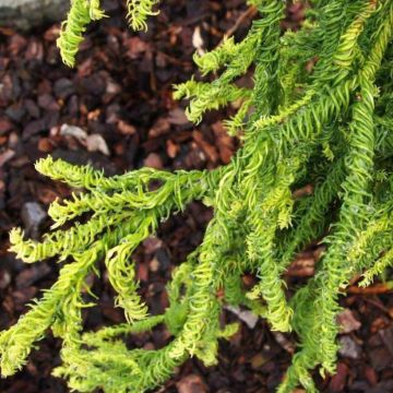 Cryptomeria japonica Kyara Gold - Cèdre du Japon doré