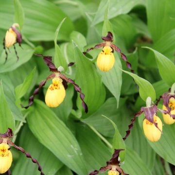 Cypripedium calceolus - Sabot de Venus