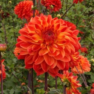 Dahlia décoratif Kees Verkade