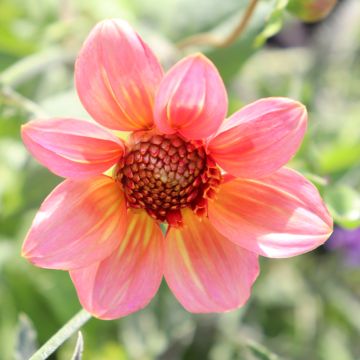 Dahlia Anemone Totally Tangerine