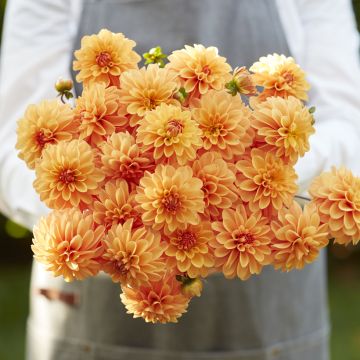 Dahlia balle Orange Breeze