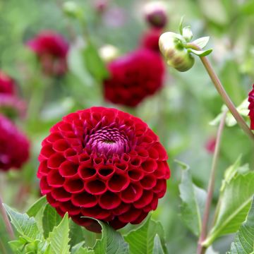 Dahlia mini balles Jowey Mirella