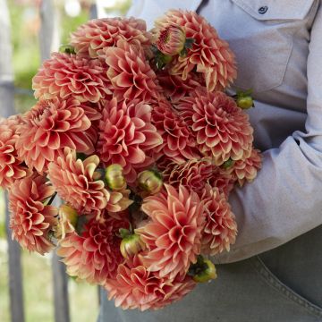 Dahlia balle Orange Breeze