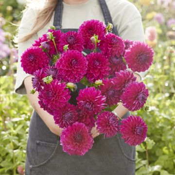 Dahlia balle Orange Breeze