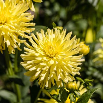 Dahlia cactus Kennemerland