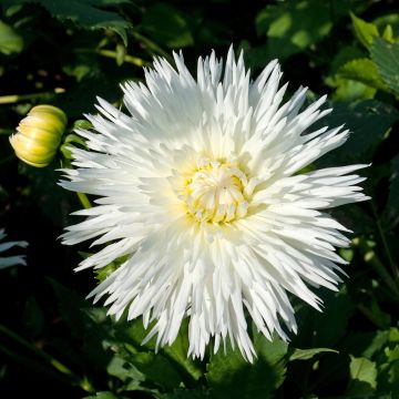 Dahlia cactus dentelle Ice Crystal