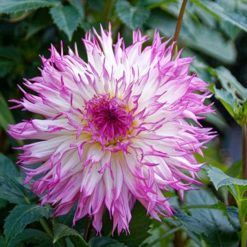 Dahlia cactus dentelle Nadia Ruth