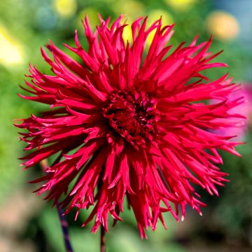 Dahlia cactus Urchin