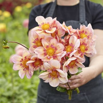 Dahlia Collerette Teesbrook Audrey