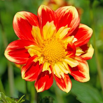 Dahlia collerette Pooh