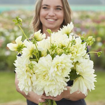 Dahlia géant Belle of Barmera