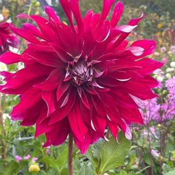 Dahlia géant Belle of Barmera