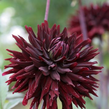 Dahlia semi-cactus Black Jack