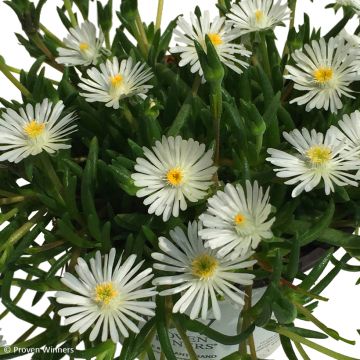 Delosperma Royal Ranger White