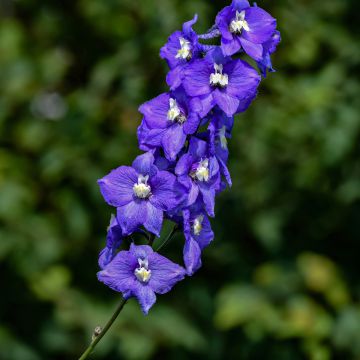 Delphinium Christel, Pied d'alouette