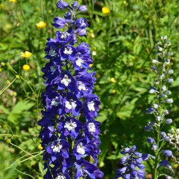 Delphinium Pacific Blue Bird - Pied d'Alouette vivace