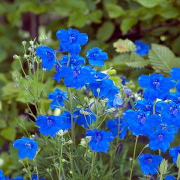 Delphinium grandiflorum Blauer Zwerg - Pied d'Alouette Blauer Zwerg