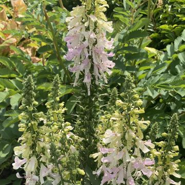 Digitalis Glory of Roundway - Digitale