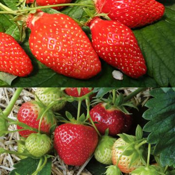 Fraisier des bois en plant Bio - Fragaria vesca - La petite fraise sauvage  au parfum inimitable