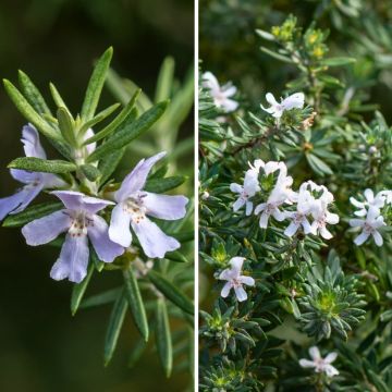 Duo Westringias - Romarins d'Australie pour rocaille méditerranéenne