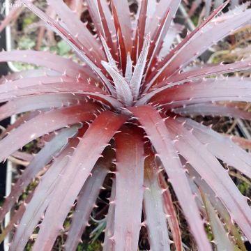 Dyckia Pale Rider - Broméliacée