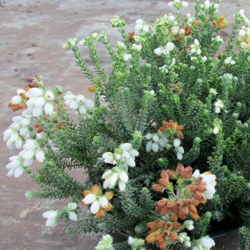 Bruyère des marais - Erica tetralix Alba