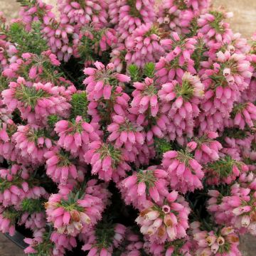 Erica cinerea C.G Best - Bruyère cendrée rose foncé