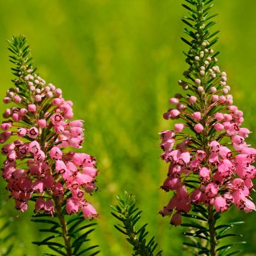 Erica cinerea C.G Best - Bruyère cendrée rose foncé