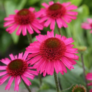 Echinacea Sunset - Rudbeckia hybride