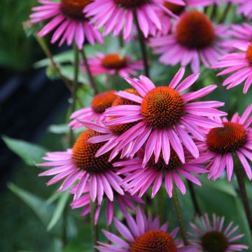 Echinacea purpurea Pica Bella - Echinacée