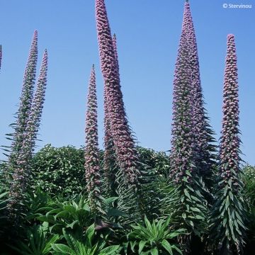 Echium amoenum Red Feathers - Vipérine rouge