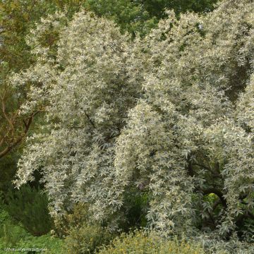 Elaeagnus commutata Zempin - Chalef argenté