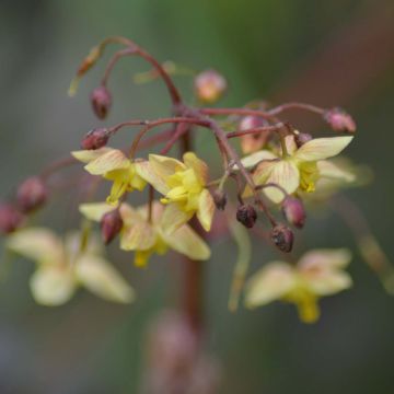 Epimedium pinnatum Black Sea