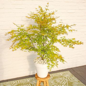 Erable du Japon - Acer palmatum Orange Lace