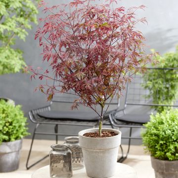 Érable du Japon - Acer palmatum Dissectum Garnet