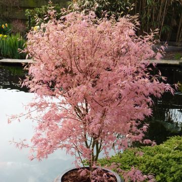 Érable du Japon - Acer palmatum Emerald Lace