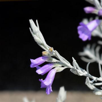 Eremophila Beryl's Blue - Eremophile 