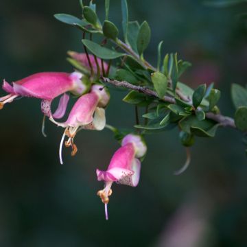 Eremophila maculata - Erémophile tacheté