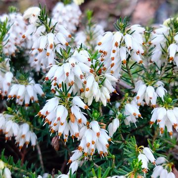 Erica carnea Golden Starlet - Bruyère des neiges blanche