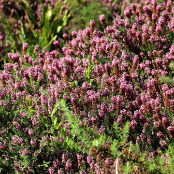 Erica cinerea C.G Best - Bruyère cendrée rose foncé