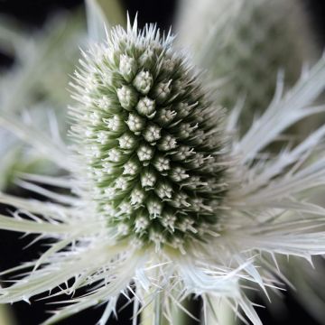 Eryngium planum Magical White Lagoon - Panicaut