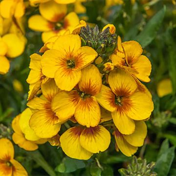 Giroflée vivace - Erysimum Winter Charm