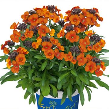 Giroflée vivace - Erysimum Winter Charm