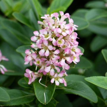 Escallonia Pink Elle