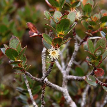 Eucalyptus vernicosa - Gommier verni