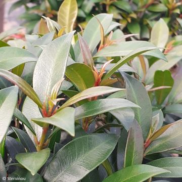 Eugenia myrtifolia Compacta - Myrte d'Australie