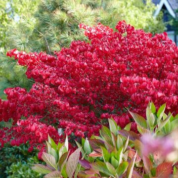 Euonymus alatus Blade Runner - Fusain ailé nain