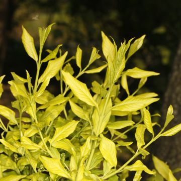 Euonymus europaeus Chrysophyllus - Fusain d'Europe