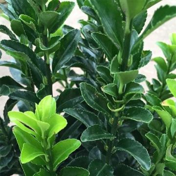 Fusain Japonicus Benkomoki vert en pot de 3 litres : Arbustes et arbres  d'ornement Botanic® jardin - botanic®