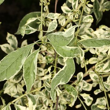 Euonymus phellomanus Silver Surprise - Fusain de Chine